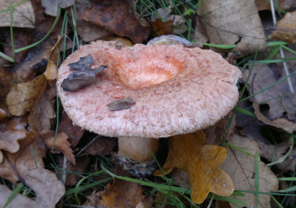 Lactarius torminosus